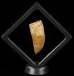 Serrated Carcharodontosaurus Tooth - No Tip Wear! #52472-2